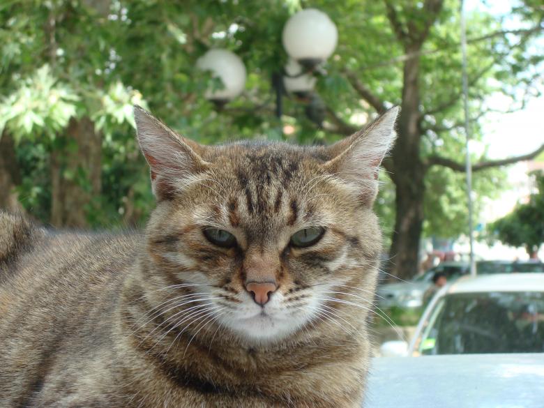 Free stock image of Domestic cat created by Boris Kyurkchiev