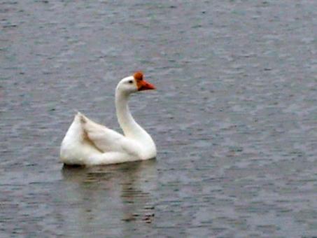 Duck in the Lake - Free Stock Photo