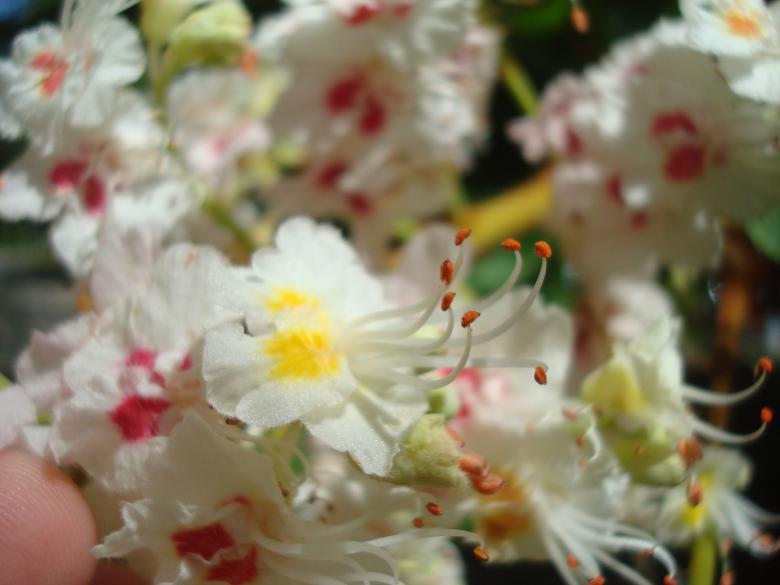 Free stock image of Chestnut blossom created by Boris Kyurkchiev