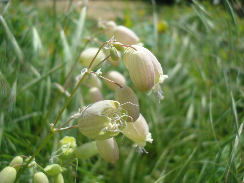 Free stock image of Spring flowers created by Boris Kyurkchiev