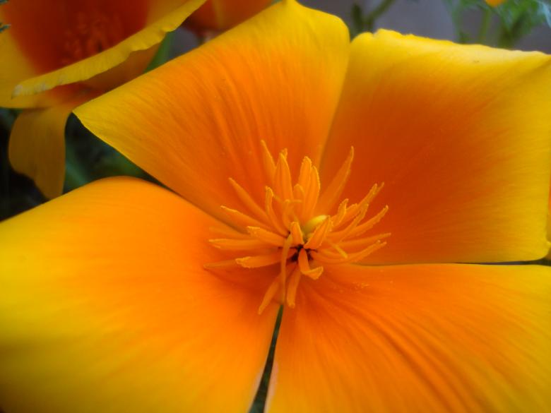 Free stock image of Yellow spring flower created by Boris Kyurkchiev