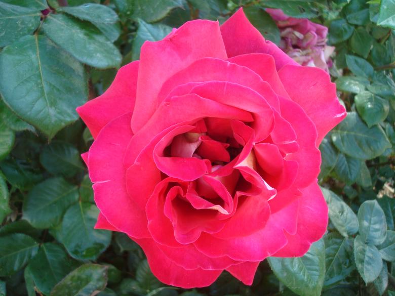 Free stock image of Red rose created by Boris Kyurkchiev