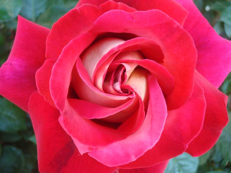 Free stock image of Red rose close-up created by Boris Kyurkchiev