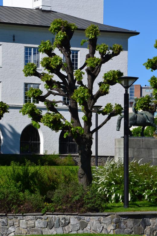 Free stock image of Shaped linden in Oslo created by Tomas Adomaitis