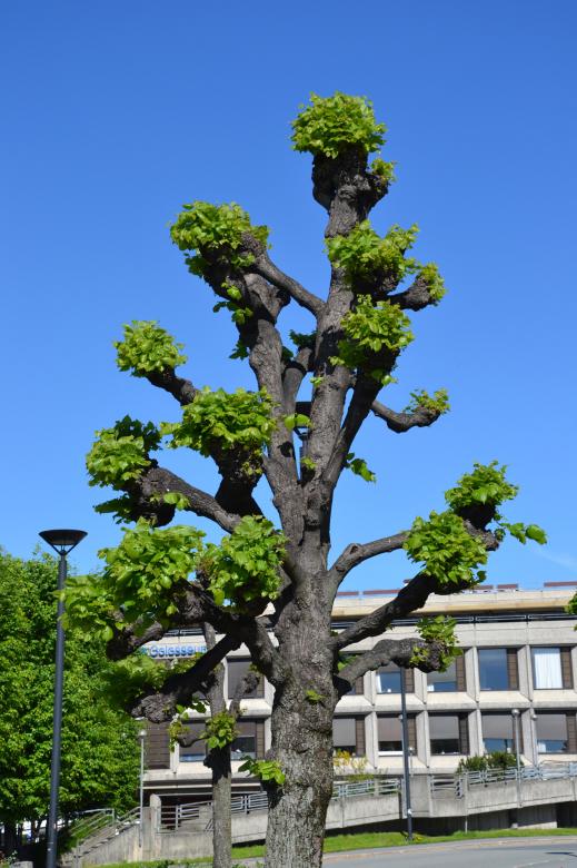 Free stock image of Shaped linden tree created by Tomas Adomaitis