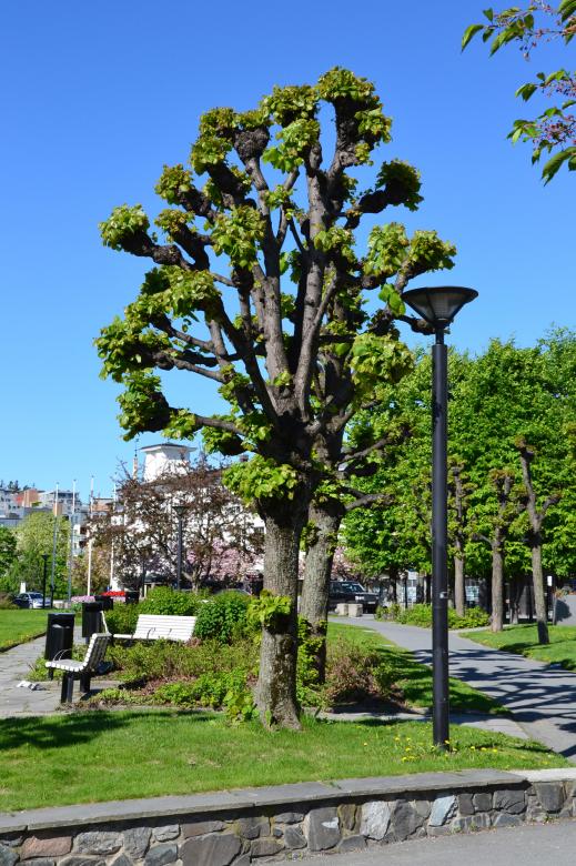 Free stock image of Shaped linden trees created by Tomas Adomaitis