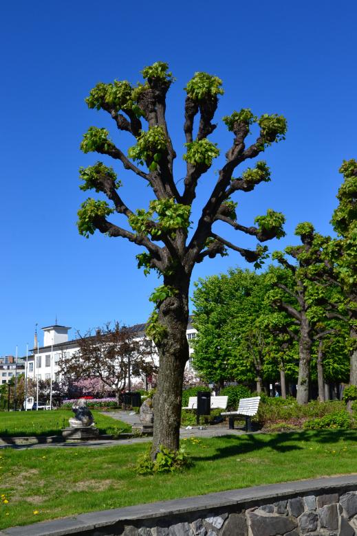 Free stock image of Shaped linden created by Tomas Adomaitis