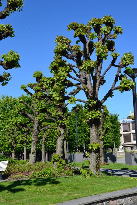 Free stock image of Shaped trees created by Tomas Adomaitis