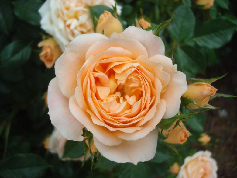 Free stock image of Orange rose close-up created by Boris Kyurkchiev