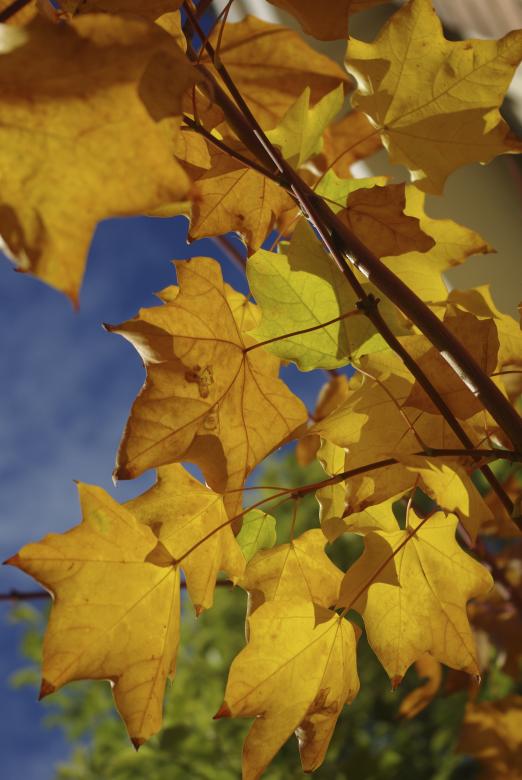 Free stock image of Autumn leaves created by KEITH ALLEN