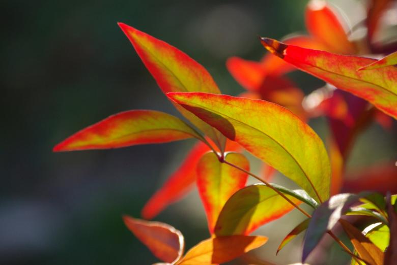 Free stock image of Autumn leaves created by KEITH ALLEN