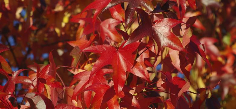 Free stock image of Red Autumn Leaves created by KEITH ALLEN