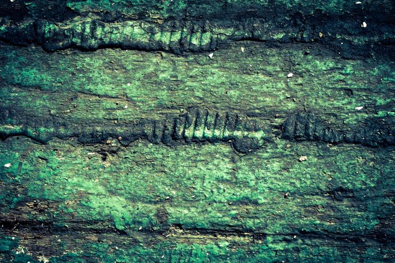 Free stock image of Rotten Wood Texture created by Free Texture Friday