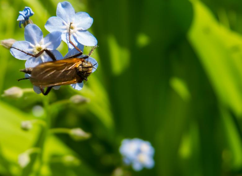Free stock image of A flying creature created by Janis Urtans