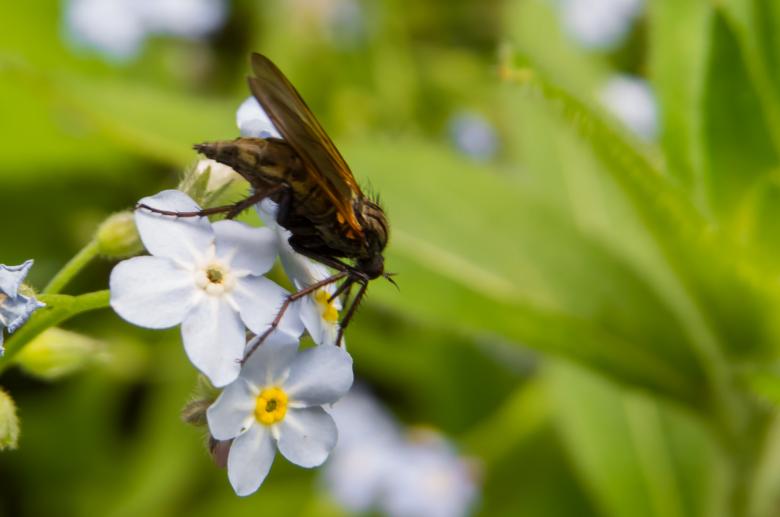 Free stock image of A flying creature eating nectar created by Janis Urtans