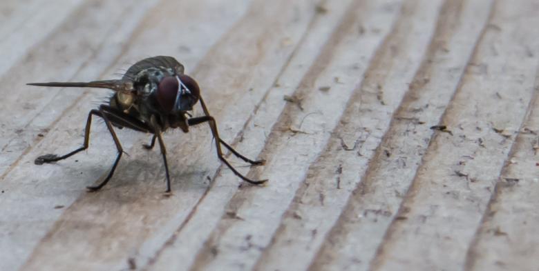 Free stock image of Fly created by Janis Urtans