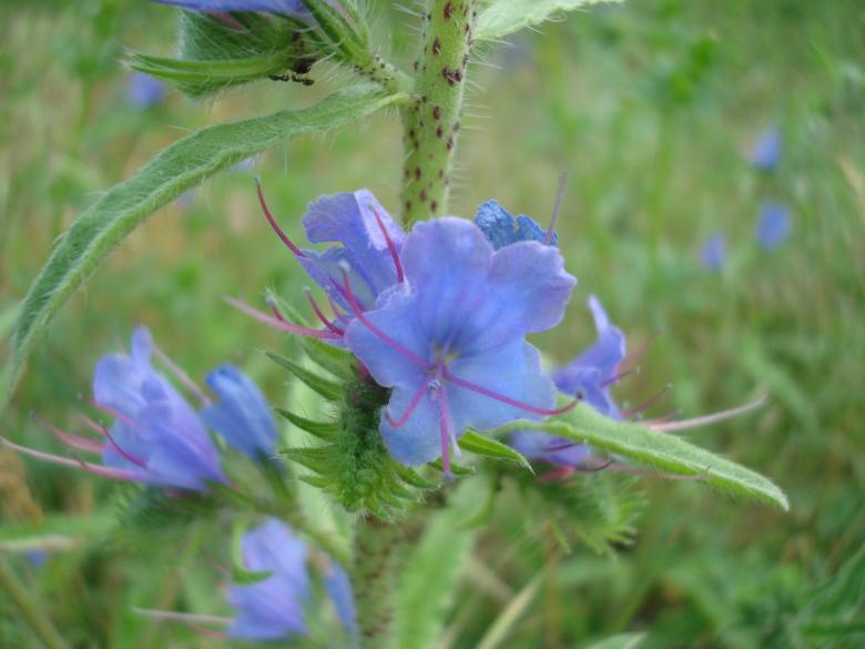 Free stock image of Wild flower created by Boris Kyurkchiev