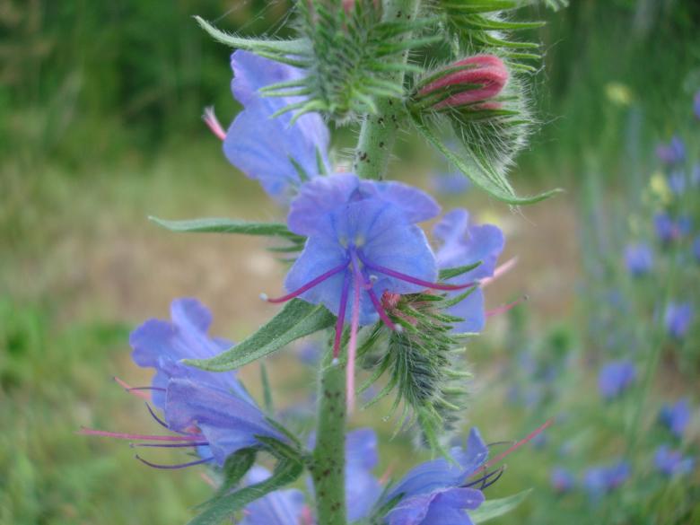 Free stock image of Wild flower created by Boris Kyurkchiev