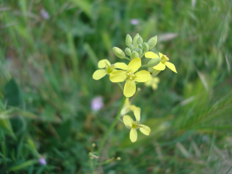 Free stock image of Wild yellow flower created by Boris Kyurkchiev