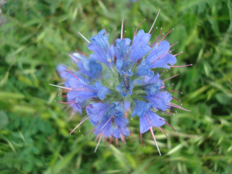 Free stock image of Wild flower created by Boris Kyurkchiev