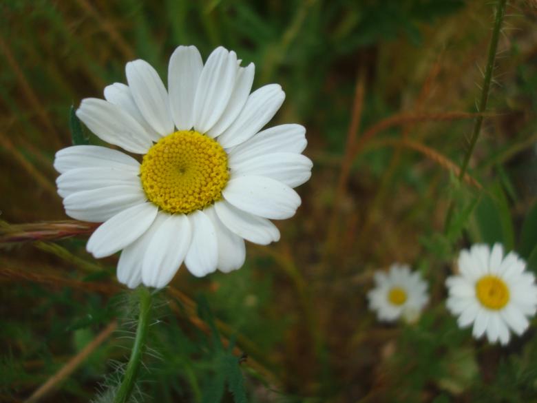 Free stock image of Daisy flowers created by Boris Kyurkchiev