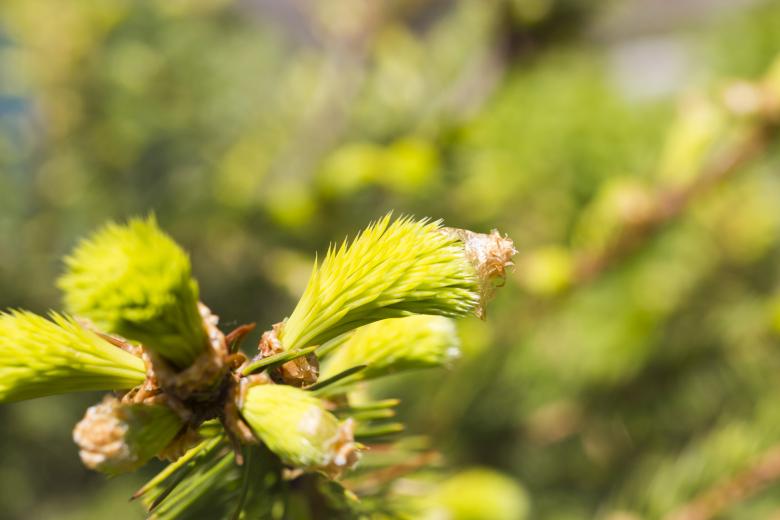 Free stock image of Macro Plant created by Andrei Seleznev