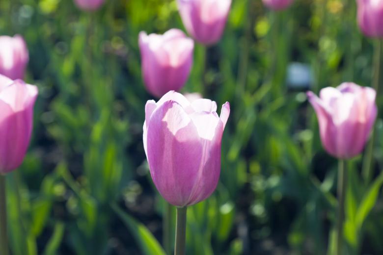Free stock image of Purple Tulips created by Andrei Seleznev