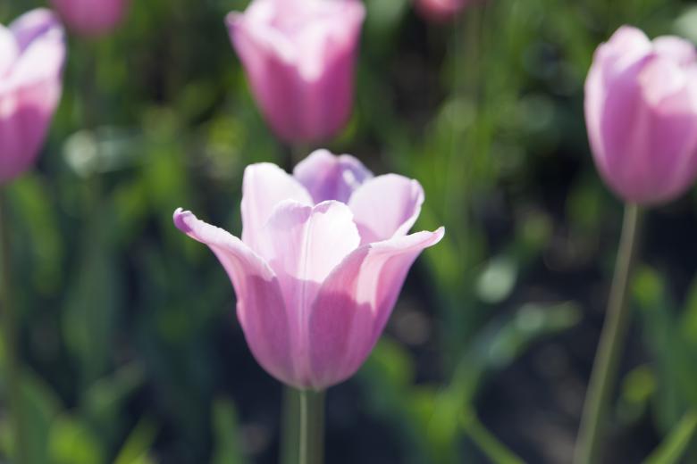 Free stock image of Purple Tulips created by Andrei Seleznev