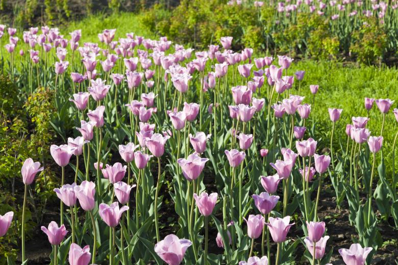 Free stock image of Purple Tulips created by Andrei Seleznev