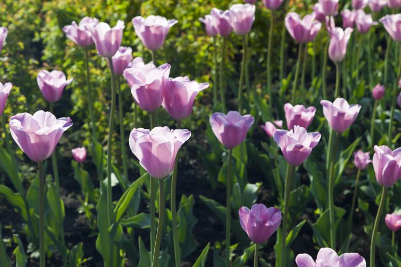 Free stock image of Purple Tulips created by Andrei Seleznev