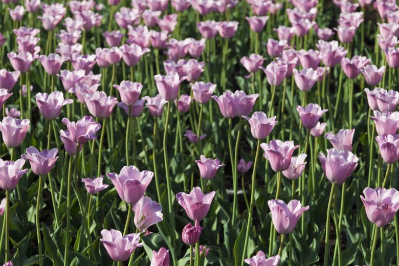 Free stock image of Purple Tulips created by Andrei Seleznev