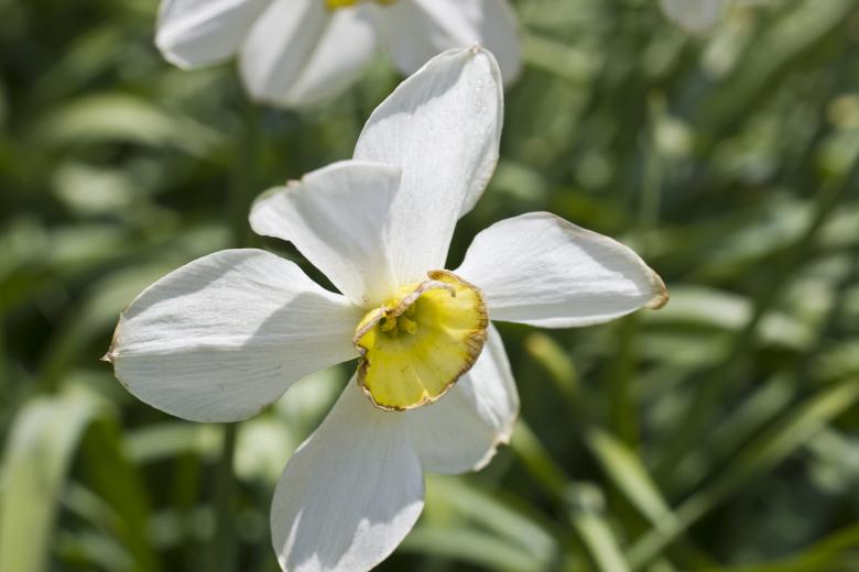 Free stock image of White Flowers created by Andrei Seleznev