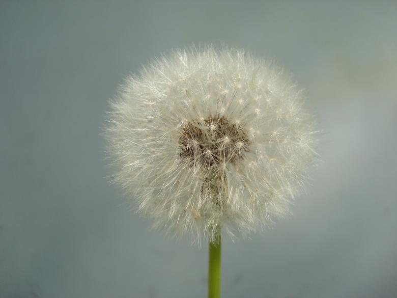 Free stock image of Dandelion flower created by Boris Kyurkchiev