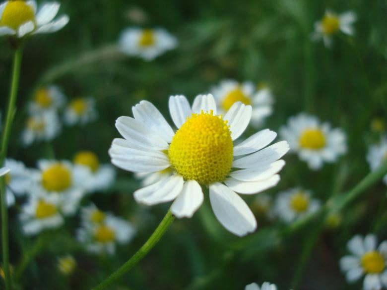 Free stock image of Chamomile flower created by Boris Kyurkchiev