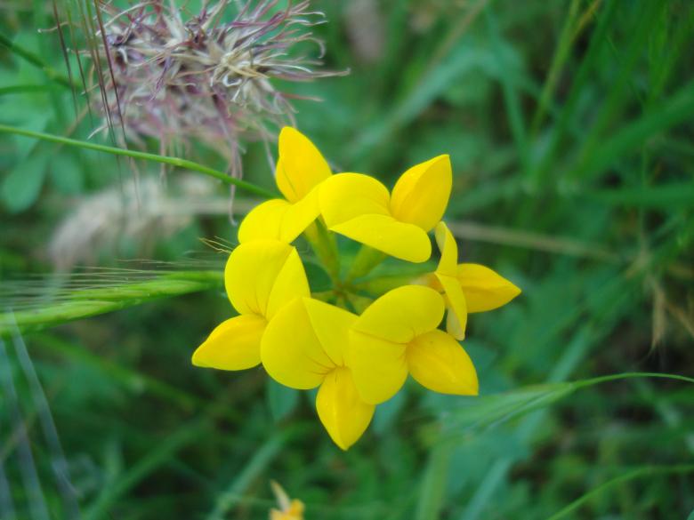 Free stock image of Wild flower created by Boris Kyurkchiev