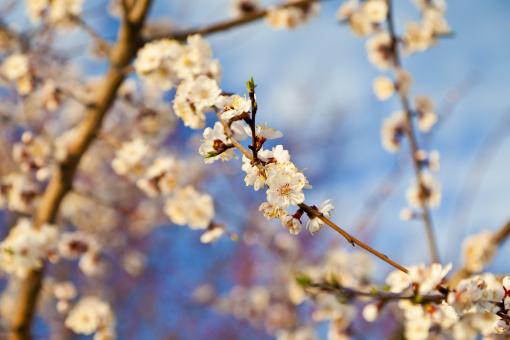 Summer Bloom - Free Stock Photo