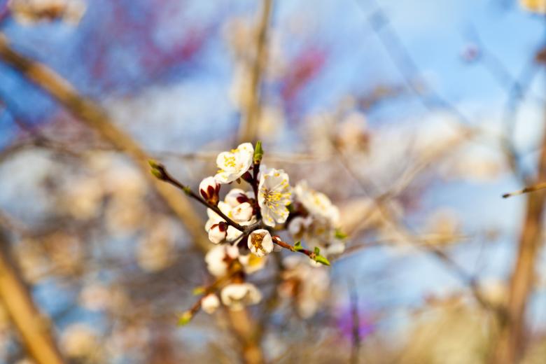Free stock image of Summer Bloom created by Andrei Seleznev