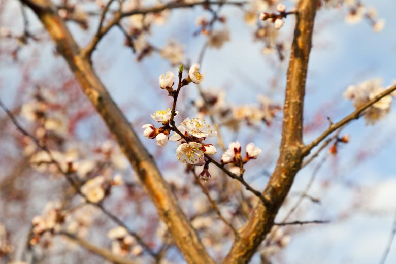 Free stock image of Summer Bloom created by Andrei Seleznev