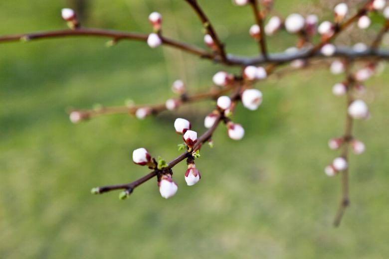 Free stock image of Summer Bloom created by Andrei Seleznev