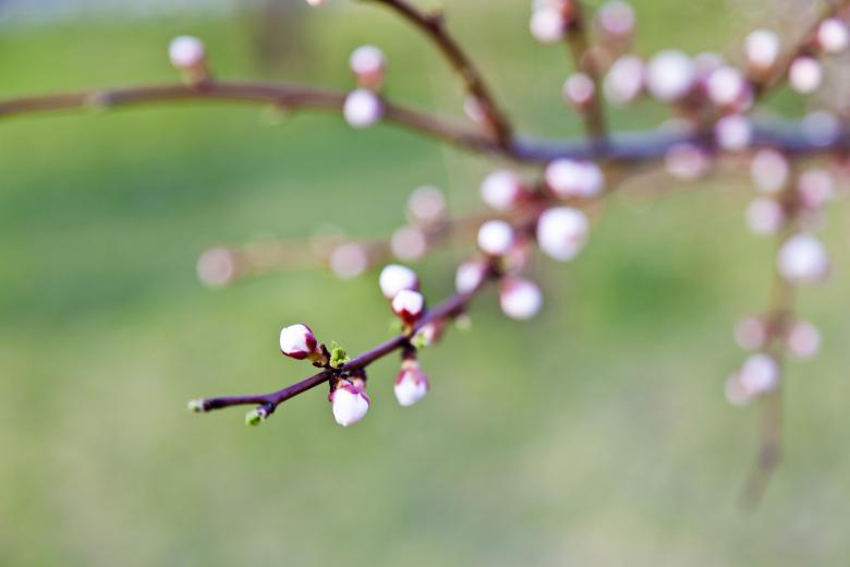 Free stock image of Summer Bloom created by Andrei Seleznev