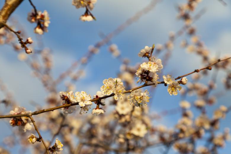 Free stock image of Summer Bloom created by Andrei Seleznev