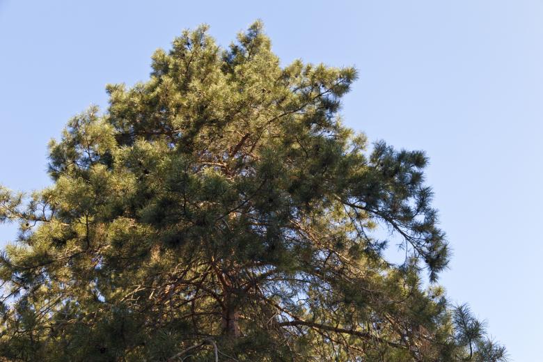 Free stock image of Wild Tree created by Andrei Seleznev