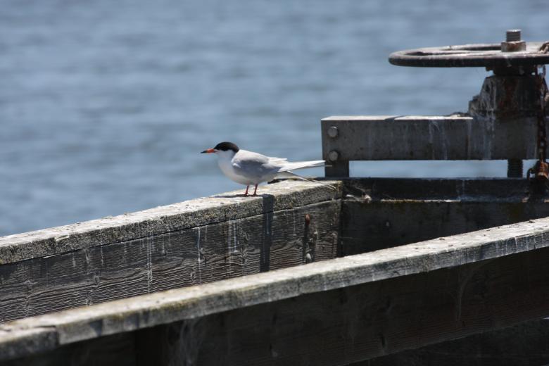 Free stock image of Sea Gull created by Benjamin Nusse