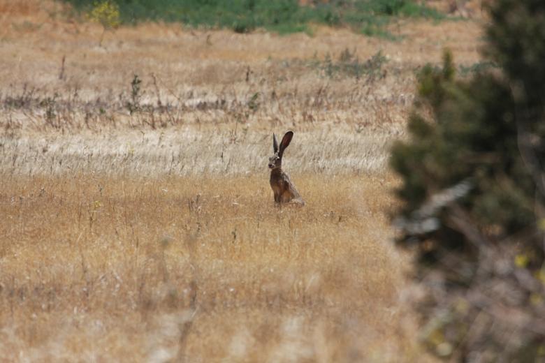Free stock image of Wild Hare created by Benjamin Nusse