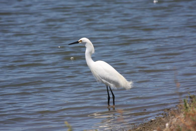 Free stock image of White Bird in the River created by Benjamin Nusse