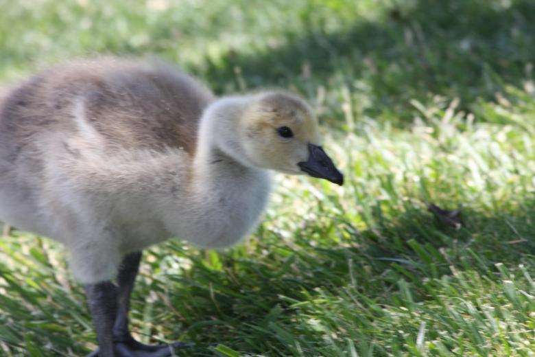 Free stock image of Cute Duckling created by Benjamin Nusse
