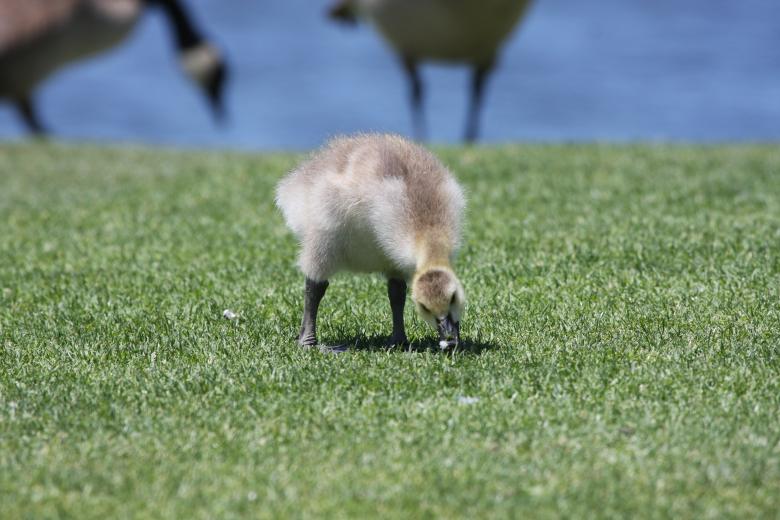 Free stock image of Cute Duckling created by Benjamin Nusse