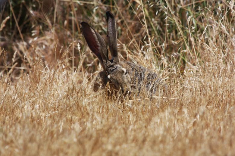 Free stock image of Hare in the Jungle created by Benjamin Nusse