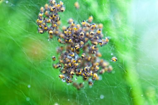 Spiders - Free Stock Photo