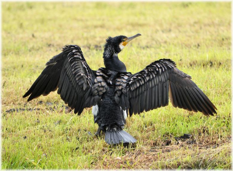 Free stock image of Great Cormorant created by Xposid